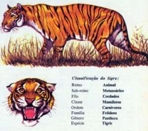classificacao tigre