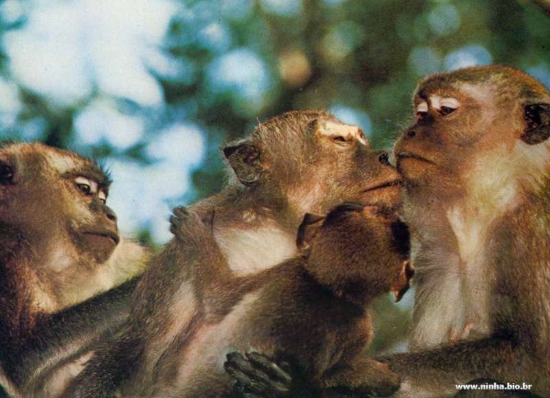 Macacos gilbratar