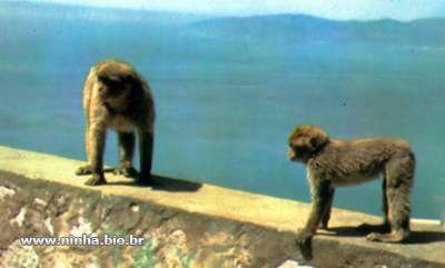 macacos gibratar