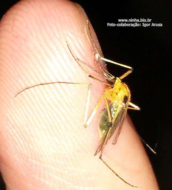 Mosquitos | Pernilongos