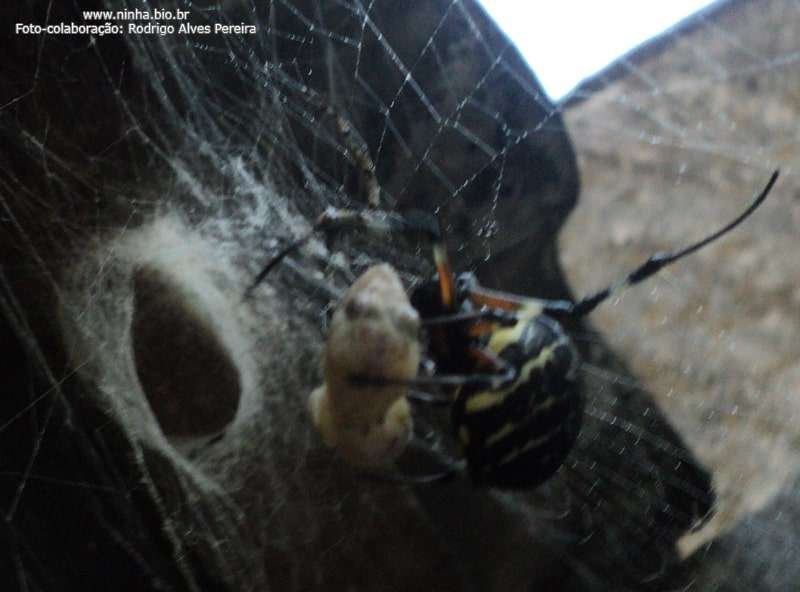 Aranha-Gigante comendo uma Lagartixa