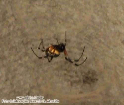 Aranha encontrada na Bahia