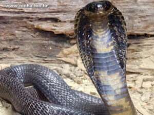 cobra-serpente