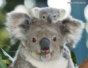 koala mamae e bebe