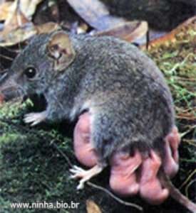 rato-marsupial-marrom