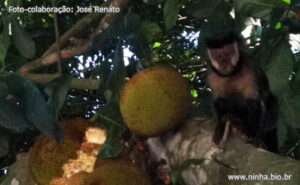fruta macaco