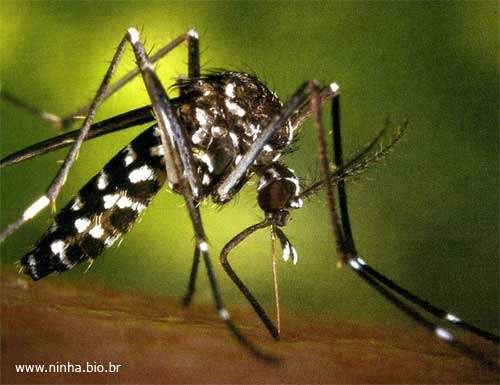 Mosquitos | Pernilongos