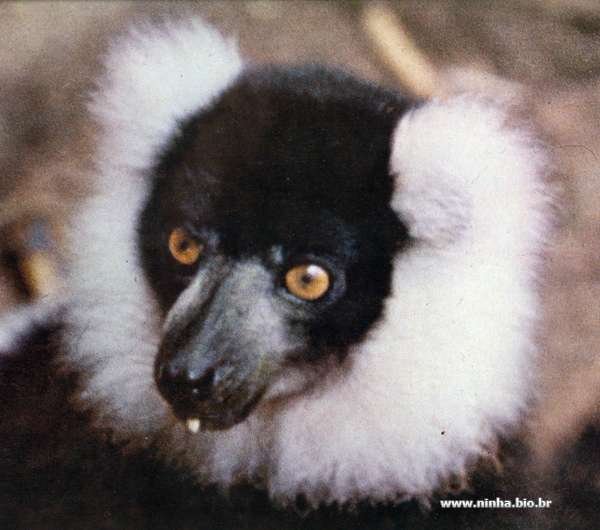 lemures
