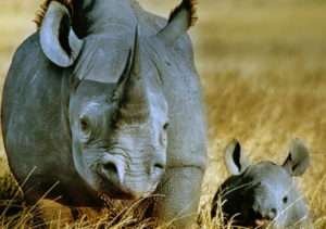 rinocerontes_savana