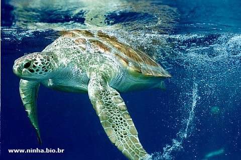 tartarugas-marinhas
