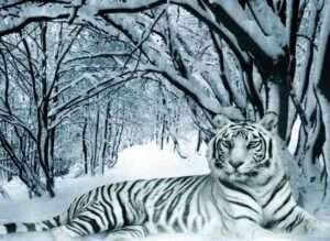 tigre_neve