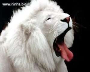 leão branco