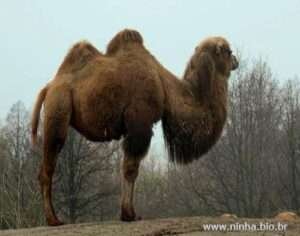 camelo 2