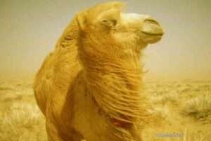 camelos-tambem-choram