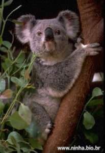 coala_australiano