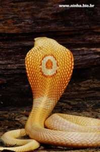 Cobra naja albina