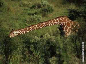 girafa maior
