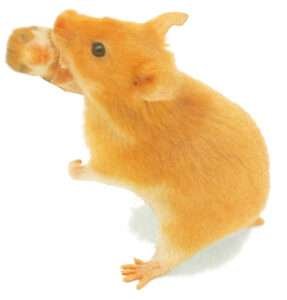 hamster rato